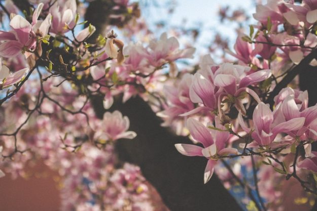 When Do Magnolia Trees Bloom?