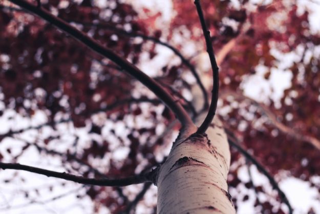 jeremy-thomas-MvIknBxI2eU-unsplash Tree Limbs Remove