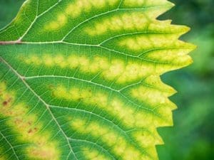 chlorosis leaf