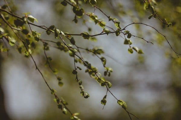 leaves Leaves