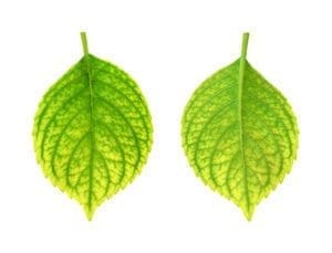 Chlorosis on Tree Leaves