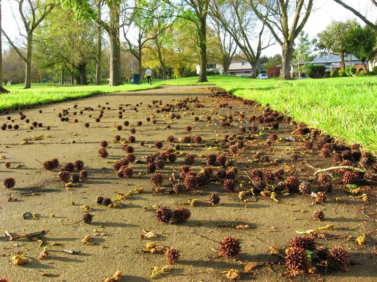 The Sweet Gum Tree And Its Annoying Balls 