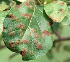 apple scab symptoms on a leaf