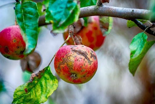 unnamed2 apple scab on an apple