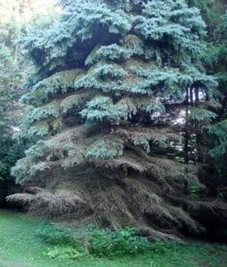 blue spruce tree with needle cast disease