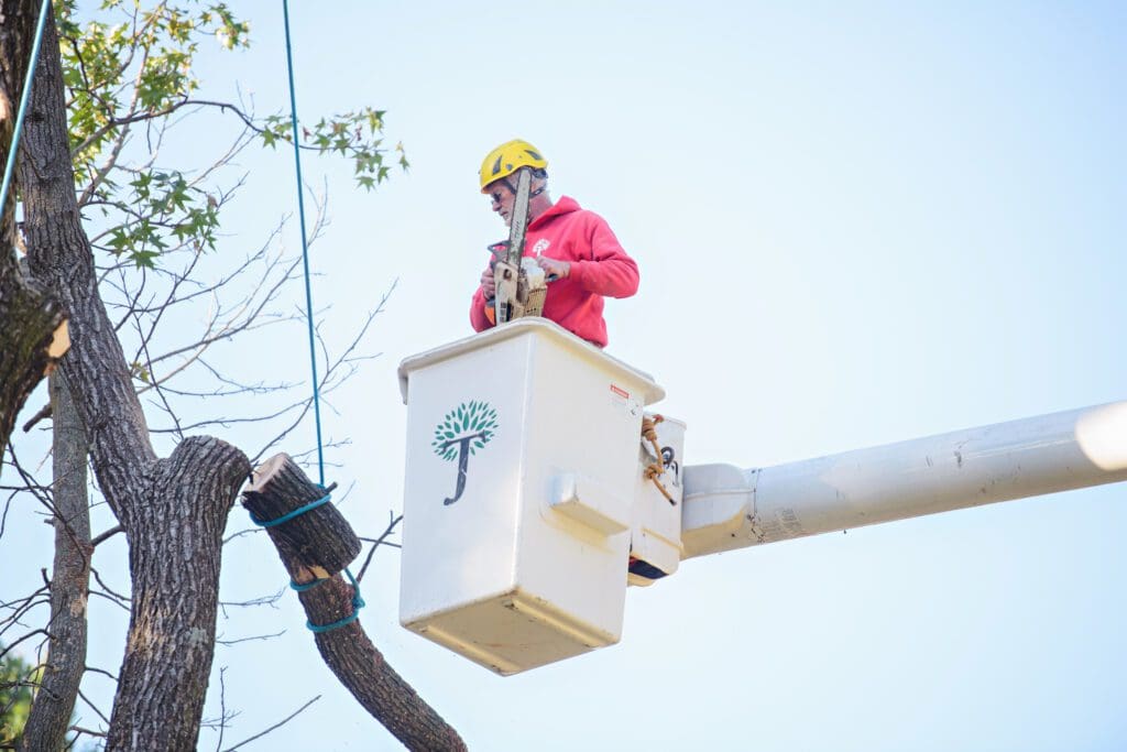 jackson tree service trimming trees in st. louis