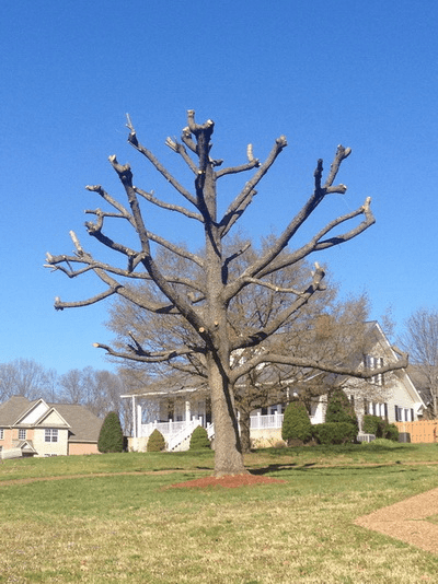 tree topping example in St. Louis
