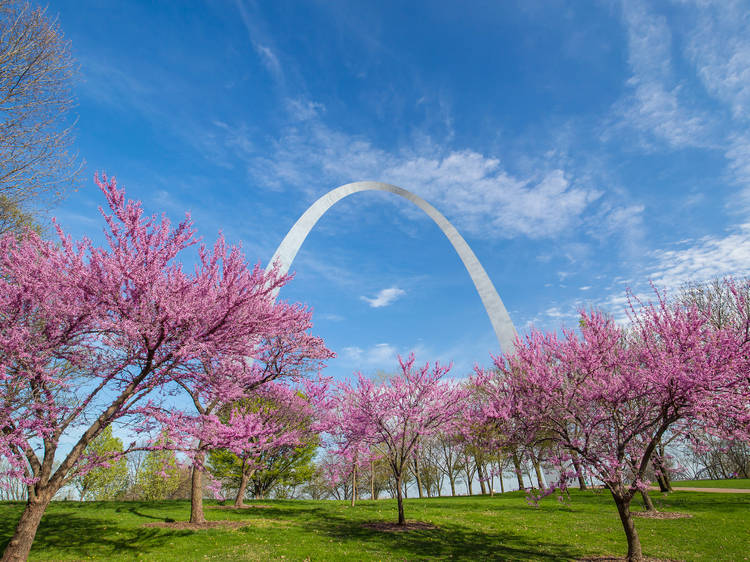 pasted image 0 (3) the gateway arch in st. louis during the spring surrounded by trees