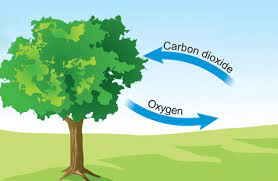 a graphic of how trees help the environment