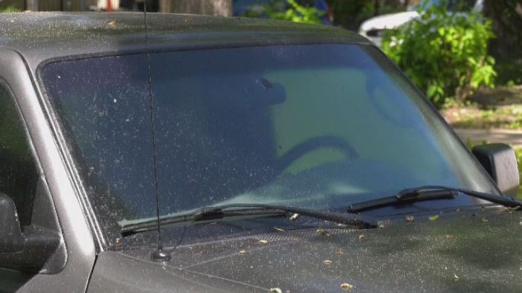 aphid excretion on a car in st. louis