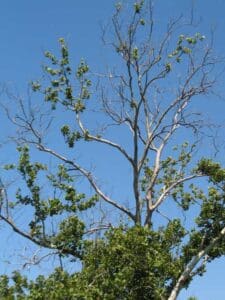 a tree sycamore tree suffering from anthracnose