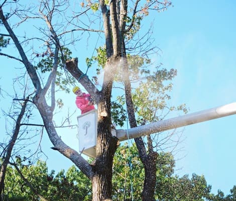 Tree Removal St Louis