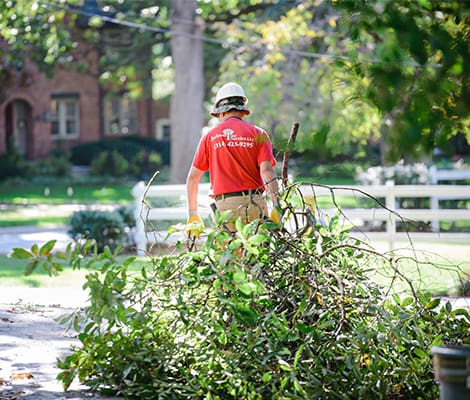 Tree Trimming St Louis