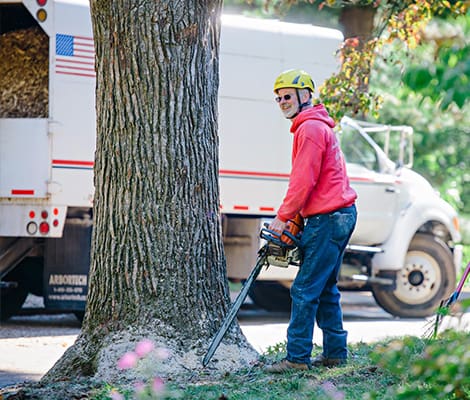 Tree Pruning St Louis