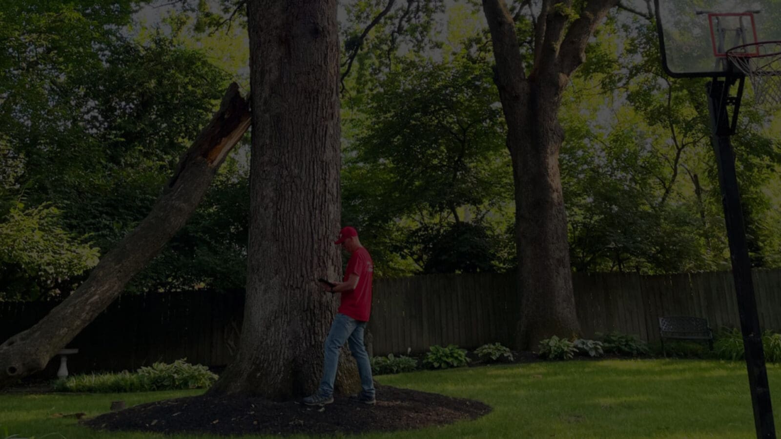 Jackson Tree Service gallery 7