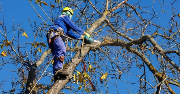 A worker in safety gear, secured to a tree high in the air with ropes, uses a chainsaw to trim branches.